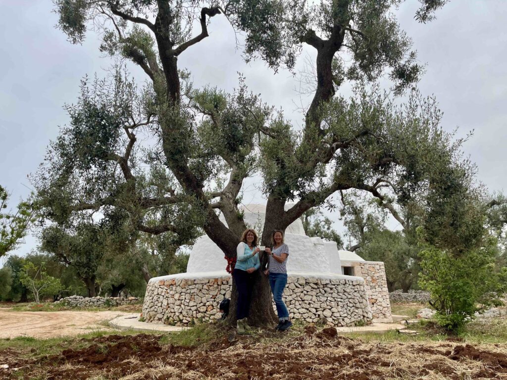 Mijn olijfboom in Ostuni - Puglia